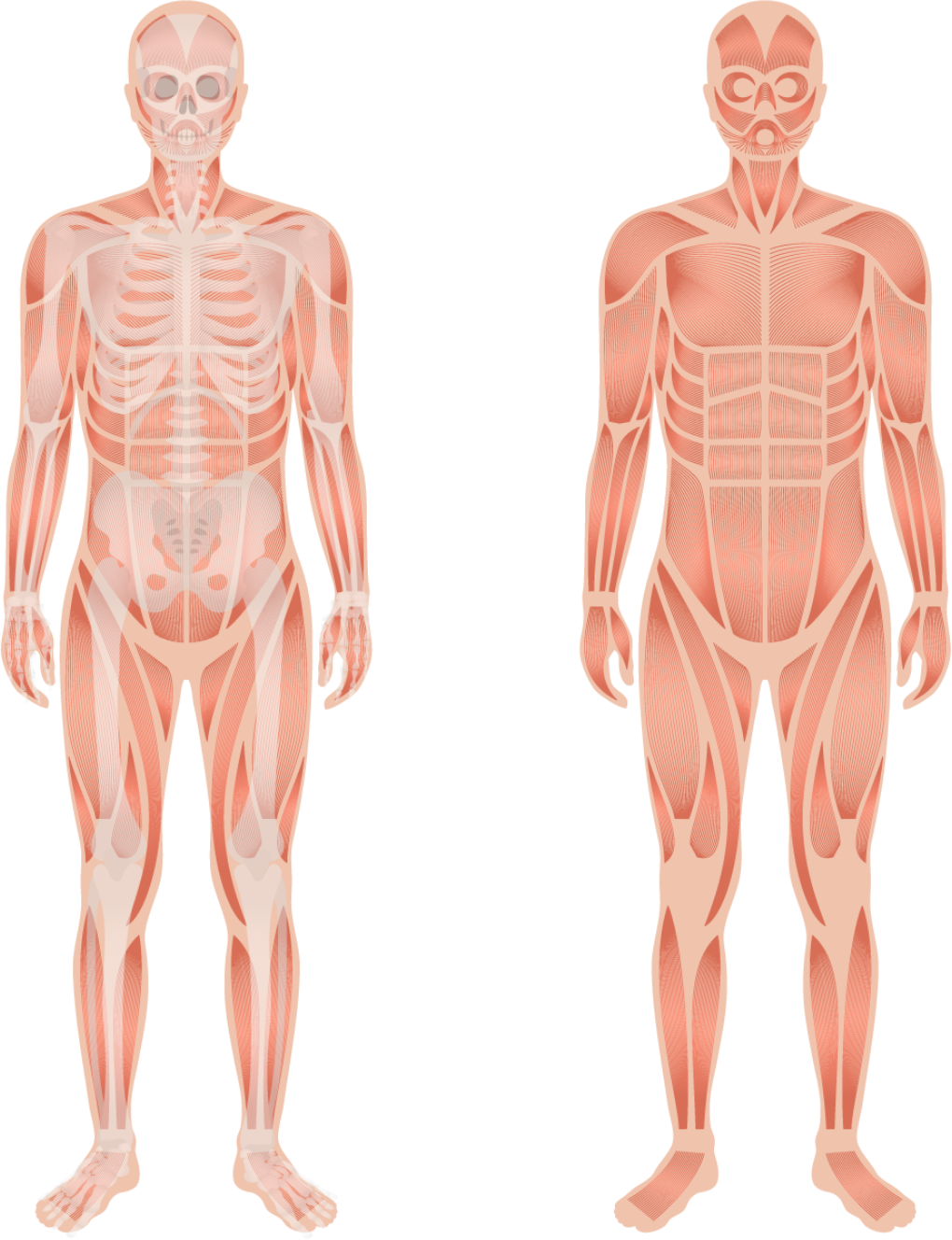 Amedial Plus - Tripla Ação